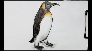 how to draw penguin real time draw step by step