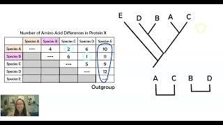 AP Bio Topic 7.9 Part 2 Constructing Phylogenetic Trees