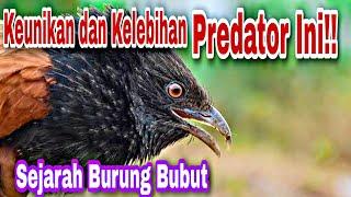 burung bubut memiliki keunikan dan kelebihan yang belum diketahui