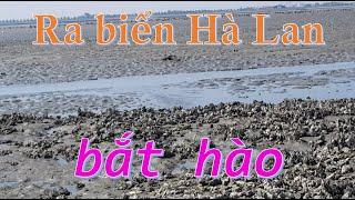Ep 14 Ra biển Hà Lan bắt hào - Going to sea to find some oysters
