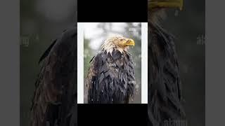 old eagle vs new eagle #adventure #trending #newtech