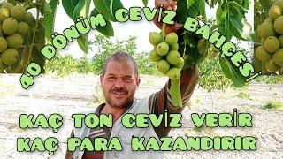 Chandler ceviz yetiştiriciliği. Chandler Ceviz fiyatları. GördesManisa. #tarım #ceviz #çiftçi