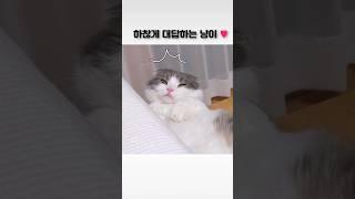 하찮게 우는 냥이 #고양이