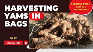 Harvesting Yams In Bags NEW