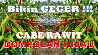 Bikin Geger    Cabe Rawit Hijau Dompolan ORION HIJAU dari You Seed
