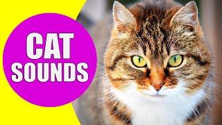 CAT MEOWING SOUNDS  Realistic Cat Sounds and Noises with Videos