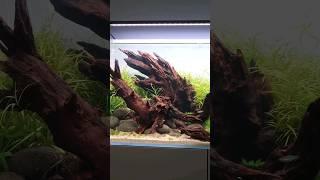 Stop scrolling and check out some of our current gallery aquascapes  #aquascaping #aquarium