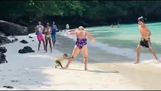 Getting Robbed in Monkey Beach Ko Phi Phi Island  Monkey Attack l Thailand Travel Video