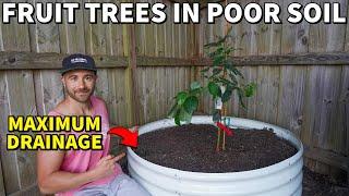 How To Plant FRUIT TREES In POOR DRAINING SOIL In A Raised Bed