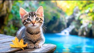 Music To Calm Your Energetic Cat - Stress Relief Anti-Anxiety - Calming Aid Music For Relaxation