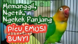 Pancingan Lovebird NGEKEK PANJANG lovebird diam jadi aktif bunyi dan ngekek