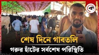 শেষ দিনে গাবতলী গরুর হাঁটের সর্বশেষ পরিস্থিতি  Qurbani Cow Price  Gabtoli Haat  Kalbela