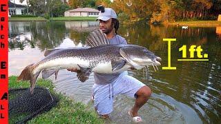 FINALLY CATCHING the GIANT DUCK KILLING CATFISH in Backyard