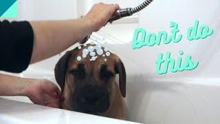 How and when to bathe a puppy for the first time