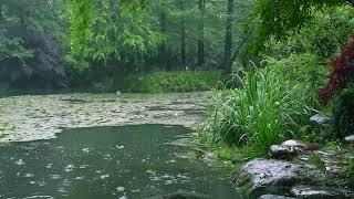 The beautiful little river is raining204  sleep relax meditate study work ASMR