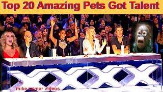 Best Top 20 Amazing Pet Animals Got Talent Auditions This Video Has No Dislikes Golden Dogs Cats