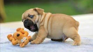 Only Pug can make us HAPPY and LAUGH - Funny and Cute Pug Puppy Videos Compilation 2023