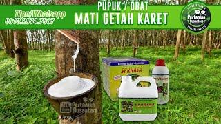 Obat Pohon Karet Agar Banyak Getah Dan Pohon Karet Mati Kulit