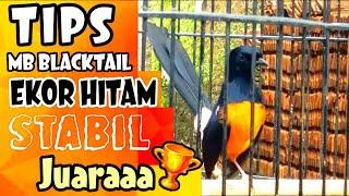 Setingan Murai Batu EKOR HITAM  Blacktail Agar STABIL Juara  TIPS AMPUH TERAPKAN SEGERA