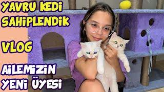 YAVRU KEDİ SAHİPLENDİK  Pet Shop Alışverişi yaptık  VLOG  Işıl Güler & Babishko Family