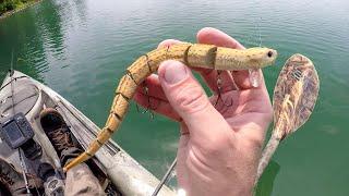 Fishing For Snake Bass