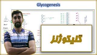 گلیکوژنز  بیوشیمی و متابولیسم  کربوهیدرات ها  Glycogenesis