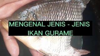 MENGENAL JENIS - JENIS IKAN GURAME #budidaya #gurame