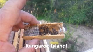 Beekeeping - Requeening a Hive with a Kangaroo Island Ligurian Queen