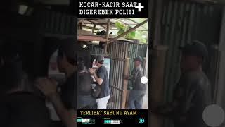 Kocar Kacir Saat digerebek Polisi karena Terlibat Sabung Ayam di Bekasi