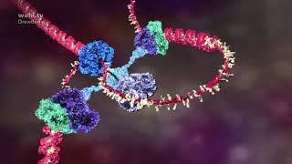 DNA animation 2002-2014 by Drew Berry and Etsuko Uno wehi.tv #ScienceArt