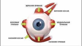 Как улучшить зрение без лекарств?