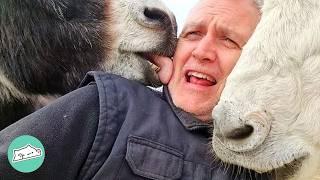 Goofy Donkeys Fight For Love From Man Who Saved Them  Cuddle Buddies