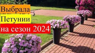 Какие петунии буду сеять в 2024 году