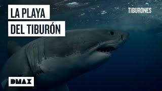 La playa más peligrosa de California capturando al gran tiburón de Long Beach  Tiburones