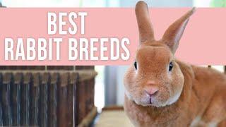 Best Rabbit Breeds for Beginners