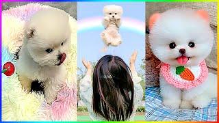 Unique Funny and Cute Moments of Pomeranian Dogs  #517