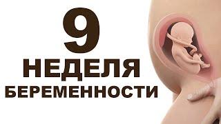 Что происходит с мамой и ребёнком на 9 неделе беременности? 2 месяц беременности. Первый триместр.