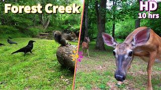 Entertain your pets with a Forest Stream featuring Squirrels Crows and Deer  10-Hour Cat & Dog TV