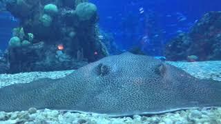 Coral Reef Restaurant at Epcot - random aquarium footage