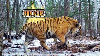 Top 5 Siberian Tiger caught on camera trap