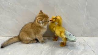 Its the sister of the kitten and duckling. Their daily life