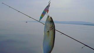 Чернокоп Лайт Джигинг в Черно море  Black Sea Bluefish Super Light Jigging