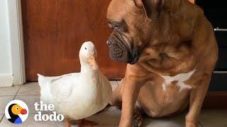 The Happiest Cuddliest Duck Ever Is Obsessed With A Giant Dog  The Dodo