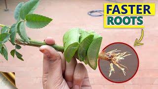 10 SECRETS TO GROW ROSE FROM CUTTINGS FASTER  GARDENING HACKS TO ROOTING ROSE CUTTINGS