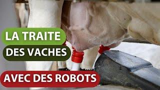 LA TRAITE DES VACHES AVEC DES ROBOTS