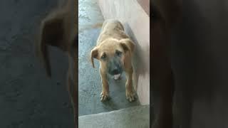 Appu on 2412 23 #Dog#Puppy#DogLover#Dogs#Shorts