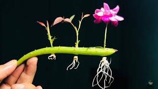 How to grow Rose bud in Aloe Vera with natural banana rooting hormone  100% successful