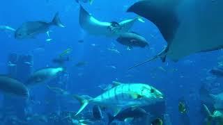 футаж рыба под водой 10