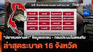 “ปลาหมอคางดำ” ข้อมูลเอกชน - กรมประมงไม่ตรงกัน ล่าสุดระบาด 16 จว.  วันใหม่ ไทยพีบีเอส  17 ก.ค. 67