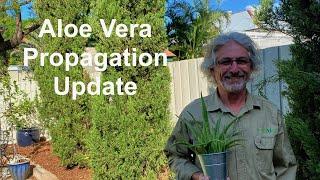 Aloe Vera Propagation Update
